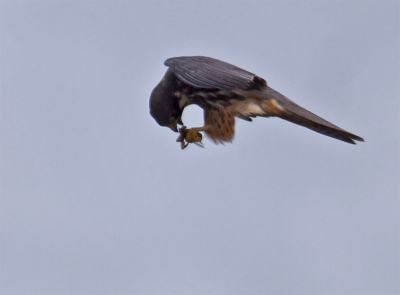 Na wat plaatjes op paaltjes etc uit de auto gekomen en geprobeerd vlucht fotos te maken.
Hier heeft hij een libelle te pakken en eet die in volle vlucht op. Had hier meer lens bereik moeten hebben want heb aardig moeten croppen om een beetje beeld te krijgen.
Gr. Henk