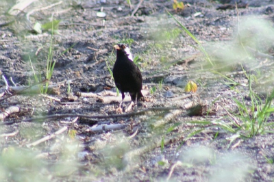 Is dit wel een merel??? Lijkt erop, maar heeft een witte plek in de nek. Geen vergelijkbare vogels gevonden