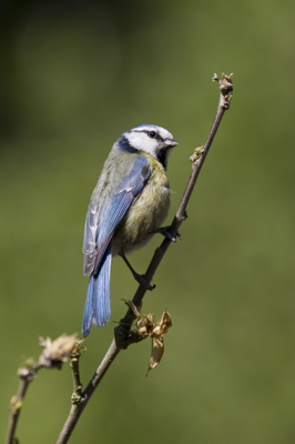 Pimpelmees in de tuin. Beginner om te ontdekken van vogelfotografie. Zie dat het geen makkelijke opgave is, zal dus nog veel moeten leren.