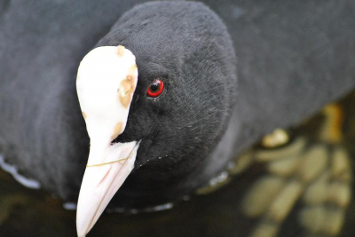 Het nest van deze meerkoet was vlak langs de kant, en ze liet zich gemakkelijk benaderen. Ik vind het zelf een mooie intense blik in de lens