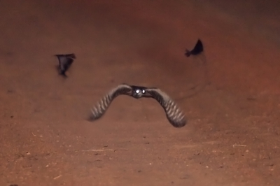 Erg lastig om deze soort in vlucht op de foto te krijgen: donker, snelle vlucht en bovendien buffels en leeuwen op de loer.
Kwalitatief niet best maar toch een indruk van het dier in vlucht.

Jack