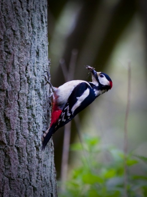 Of hij had de kolder in z'n kop of vreselijke honger maar hij sprong van boom naar boom, dan weer op de grond en weer omhoog de boom in. Erg moeilijk om hem in de vroege avond nog onbewogen in beeld te krijgen. Toch gelukt!