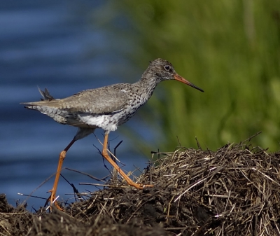 Deze Tureluur liep over een bruggetje van plantenresten van het ene weiland naar het andere. De achtergrond van water en weiland werd door de wind flink in beweging gezet.