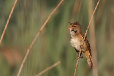 De eerste twee weken van mei op Corfu doorgebracht. Dagelijks naar de Ropa vallei gereden, waar het wemelde van diverse soorten broedvogels. Enkele ochtenden kreeg ik een heerlijk priv-concert van deze Grote Karekiet. Volop genieten dus!