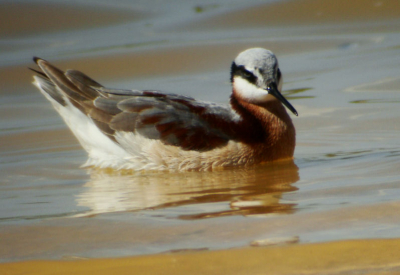 In Mexico bij 30 graden in mei verwacht je geen arctische vogels. Een groep van vijftien Grote Franjepoten zat samen met  steltlopers in een lagune achter een strandwal.