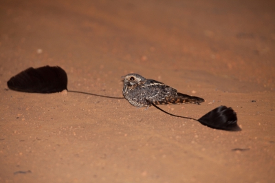 Tijdens een uilen- en nachtzwaluwtrip was dit vogel de meest spectaculaire waarneming. Vliegend zijn ze helemaal sensationeel met die verlengde slagpennen. Een [url=http://www.birdpix.nl/album_page.php?pic_id=215448]vluchtfoto[/url] (helaas wat minder van kwaliteit) staat in mijn PA. 
Jack