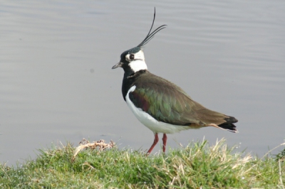 Deze kievit kwam voor mij poseren bij de Hennepoelpolder mooi in het zonlicht. Op een mooie lenteochtend