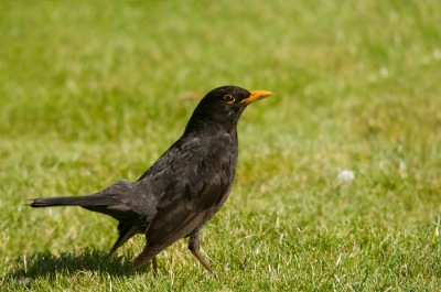 Deze merel was wat voor mijn open raam wat aan het rondscharrelen naar voedsel.