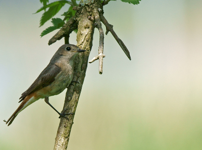 Vandaag kwam ik deze vogel tegen en als aspirant wist ik niet gelijk welke soort het betrof. Mede dankzij enkele BP'ers ben ik erachter gekomen dat het een roodstaart betreft.