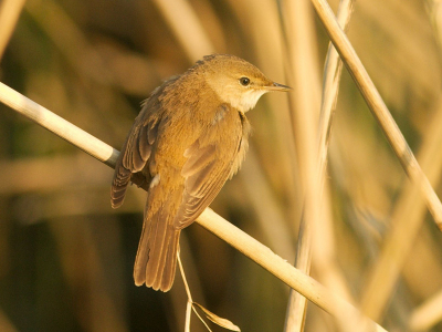 Moeilijk om deze bewegelijke vogeltjes goed voor de lens te krijgen.
Voor zonsondergang kwam deze kleine karekiet even dicht bij kijken waarom ik nou in het riet lag.