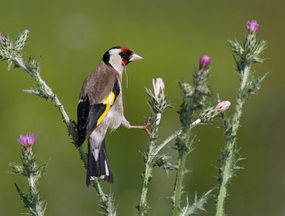 Ook veel Puttertjes in deze vogelrijke vallei. Begin mei en al volop zaden waaraan ze zich te goed deden. Ze waren soms goed te benaderen.