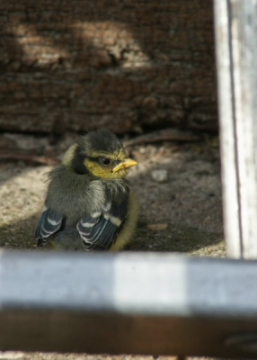 Bij ons in de achtertuin vonden we twee jonge pimpelmeesjes. Ik heb aardig wat foto's gemaakt, dit vond ik de mooiste.