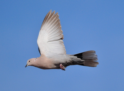 Wat kunnen die tortels lang stil zitten. Ik wilde er echt eens eentje vliegend op de foto zien. Een geduldskwestie dus.
Eindelijk eens gelukt, gek genoeg weinig te zien op Birdpix.