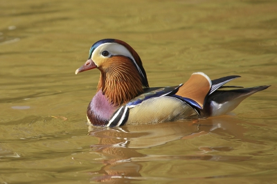 ik fietste gisteren langs het Apeldoorns kanaal opzoek naar vogels enzovoort, toen ik deze mandarijneend tegenkwam.