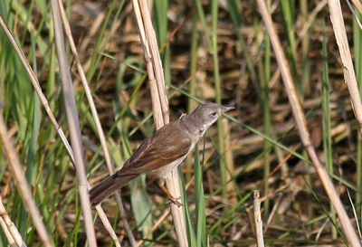 Geen idee welke vogel dit is, zat aan een karekiet te denken maar is eigenlijk een wilde gok. Zat in het riet zoals te zien op de foto. Wie weet wel wat ik hier heb gezien?