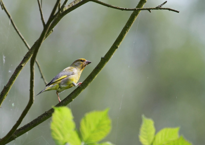 1/200 F5.6 iso200 
geen idee wat het is wel veel kleurtjes in het vogeltje .
Ik ken nog niet veel vogels dus dacht even dat ik een kanarie zag ;-)