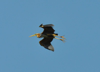 Purperreiger kwam prachtig langsvliegen en lande vlakbij. Purperreiger komt zeer waarschijnlijk uit de kolonie in het Naardermeer.