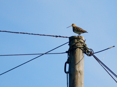 The bird was sitting and calling on a pillar of one of a three huge bird traps, not yet mounted one.