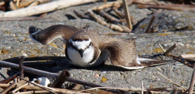 Zittend op de zeedijk trok deze man strandplevier mijn aandacht. Hij probeerde me af te leiden door te doen alsof hij gewond was. Blijkbaar zat ik erg dicht in de buurt het nest. Het vrouwtje liep een stukje verderop langs de vloedlijn. Op deze wijze de strandplevier nog nooit gezien. Voor mij een supermoment.