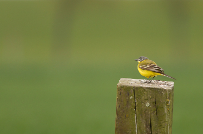 Sinds lange tijd en met nieuwe apperatuur, weer eens op pad geweest en nu ook maar eens een foto plaatsen.

Deze gele kwikstaart keerde steeds terug op de "standpaal" en zo kreeg ik tijdens de weidevogelbescherming ook even de kans om lens en toestel te proberen.

Vanuit de mobiele hut.