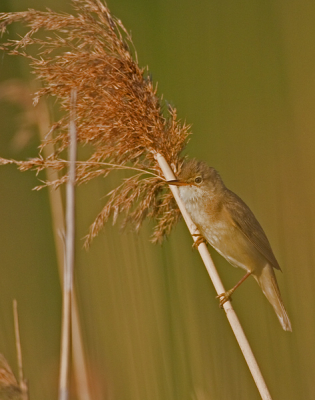 Deze hoorde ik prachtig zingen toen ik op weg was al wandelend naar de vogelkijkhut