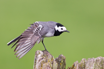 Van het weekend toch nog even de polder in geweest en was druk doende met het fotograferen van een graspieper toen deze witte kwikstaart pal naast me op een paal kwam staan en zich begon te wassen en uit te rekken en daar kon ik dan deze foto van maken