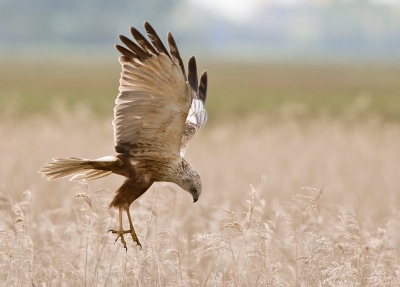 Een dagje op pad om de bruine kiekendief nu eens prima op de gevoelige plaat vast te leggen en dus een hele leuke serie kunnen maken, waarvan deze wel de mooiste is vanwege de achtergrond en het riet waar hij of zij steeds in verdween