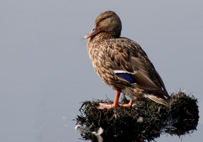 Het was weer een drukte op het water van de grote peel, maar dan ook vooral wild eenden
