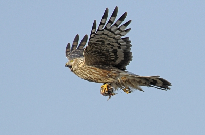 Het vrouwtje,wat net een prooi heeft overgenomen van de man,van een soort dat het niet zo goed doet in Nederland,gelukkig zijn deze hier op Texel nog te fotograferen langs de kant van de weg mits je er veel tijd in steekt.