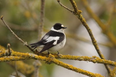 Dit vind ik een van de mooiste vogeltjes, als hij dan eens langs komt moet je er wel staan!!