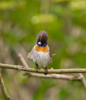 De blauwborsten zijn op dit moment druk bezig met het vangen van wormen, rupsen en al dat soort lekkers voor hun jongen, dus zo nu en dan moeten ze even tijd vrij maken voor hun algehele verzorgen, en daar was dit mannetje dan ook druk mee bezig.
Nadat hij de jongen van voedsel had voorzien kwam hij heerlijk even vlakbij op een tak zitten, even tijd voor zich zelf.