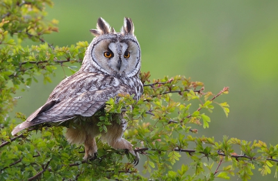 Asio otus / Ransuil / Long-eared Owl