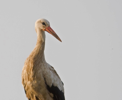 Een vriend van me heeft sinds een aantal jaar met succes een ooievaarspaal in de tuin. Het is een van de weinige broedgevallen voor de ooievaar in de buurt. Vorig jaar is het nest met jongen verlaten door te laag overvliegende luchtballonnen en een noodlanding direct naast de paal. Dit jaar zitten er drie jongen op het nest. Maar het luchtballonnenseizoen draait op volle toeren. De windvoorspelling is ongunstig: noordwest. Die wind blaast de ballonnen precies over het ooievaarsnest. Help! (ons hopen)...