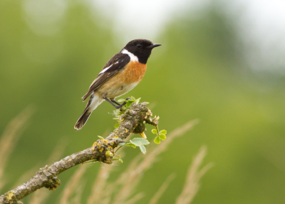 Gisteren bij de roodborsttapuiten geweest maar de foto's waren onscherp. Nieuw materiaal, te donker, zeg het maar.

Vandaag maar weer geprobeerd in de hoop dat ze net zo fotogeniek waren. 

Plat op de grond bij het "stamtakje" en maar wachten. Gelukkig waren ze net zo nieuwsgierig als gisteren. Beetje geluk moet je hebben.