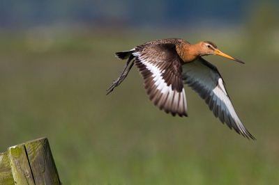 Het valt niet mee met al die mooie grutto foto's op birdpix nog met iets origineels te komen. Is dit wat?