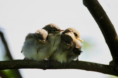 Deze vier jonge tjiftjafs waren volgens mij net uitgevlogen. De dag daarvoor had ik namelijk de ouders  gefotografeerd toen ze op weg waren naar het nest.