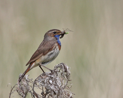 Mijn 3e foto op BP en mijn eerste Blauwborst, na lang wachten liet hij zich zien.