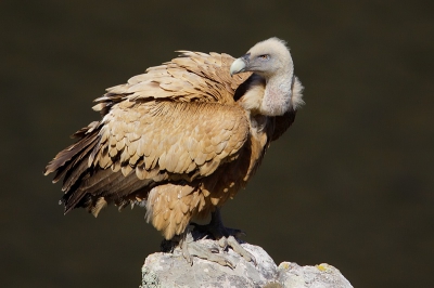 Normaal gesproken blijven de gieren aan de overzijde van de kloof op de rotsen zitten maar deze kwam ineens naar de kant waar ik stond te fotograferen. Hij ging pontificaal voor mijn neus op een rotspunt zitten en ik kon hem zodoende met een mooie vage achtergrond vastleggen.