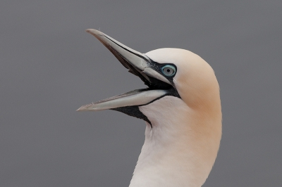 onze eerste beelden van jan van genten op helgoland; een geweldige ervaring; als stimulans voor birdpixers die in juni gaan een tweetal beelden. Hopelijk hebben ze dan jongen; bij ons was het nog nesten bouwen en paren en lawaai maken. Iedereen succes.