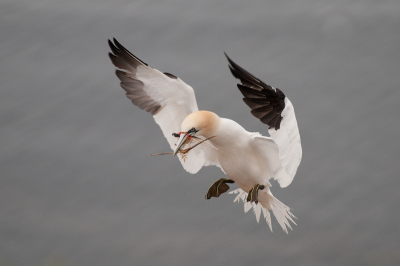 jan van gent in de vlucht met het typische nestmateriaal van gesloopte visnetten en touwen. Dit spul overleven ze niet allemaal, soms raken ze verstrikt.