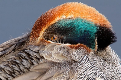 Naar aanleiding van een commentaar op een eerder geplaatste foto, hierbij een gecropte compositie van de wintertaling. Ik ben benieuwd wat jullie hier van vinden... Gefotografeerd van zeer dichtbij vanuit de schuilhut.