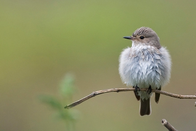 Begin mei op vogelvakantie aan de zuidkust van Turkije maakten we naar eigen oordeel een ware 'fall' mee, in dit geval van vliegenvangers die door de regen gedwongen niet kunnen doorvliegen maar massaal naar beneden komen. Op het plaatstelijke kerkhof miegelde het van de withalsvliegenvangers, grauwe vliegenvangers en een enkele bonte vliegenvanger. Later op de ochtend brak de zon weer een beetje door en kreeg deze grauwe vlieg de gelegenheid het verenpak te drogen.