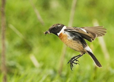 Als gevolg van de stevige wind was deze roodborsttapuit geregeld biddend op jacht naar insecten voor zijn jongen.