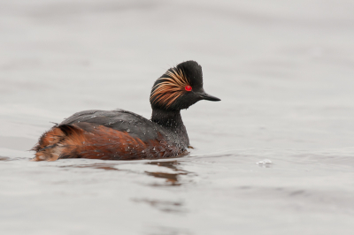 Mijn eerste upload hierzo...het moest er maar eens van komen.
Al eerder hier geweest, edoch dit keer was het licht beter.
Vind het werkelijk een prachtige watervogel