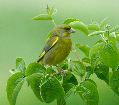 Groenlingen duidelijk zichtbaar voor in de tuin. Een jong was uit het nest gevallen en hupte hulpeloos rond.Weet niet of ie het haalt. Hoop maar van wel, er zijn er zoveel kuikens van merels,mussen,mezen die het niet halen. Voor je het weet zijn de dode kuikens opgepikt door kauwen of meeuwen.