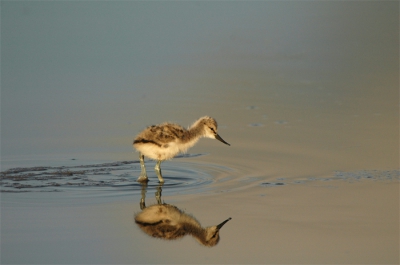 Heerlijk al dat jonge spul. Deze jonge kluut  was even alleen op pad in het eerste ochtend licht. mogelijk moet ik hem ietsje croppen...?