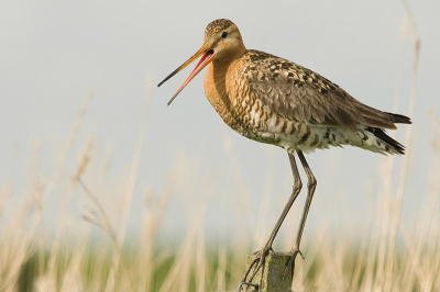 Deze grutto kwam vlak bij mij op een paaltje zitten. Ik was bezig met diverse rietvogels maar deze moest ik wel meenemen! Zo'n 10 a 15 meter afstand.