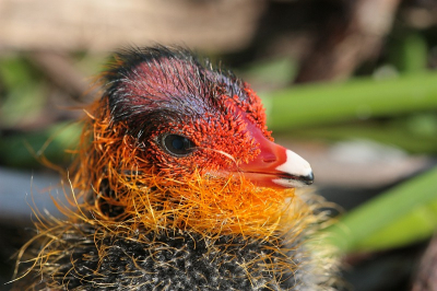 ik was op mijn land in de mijzenpolder paardendrollen aan het opruimen toen ik in de slootkant verstopt tussen het gras een meerkoet pul zag zitten, moeder zwom een heel stuk verder in de sloot en was denk ik een beetje geschrokken van mij, wij hebben elk jaar een stelletje koeten met jongen op ons land, snel de camera gepakt en een mooie foto gemaakt, 5 minuten later was het jong weer samen met moeders.
