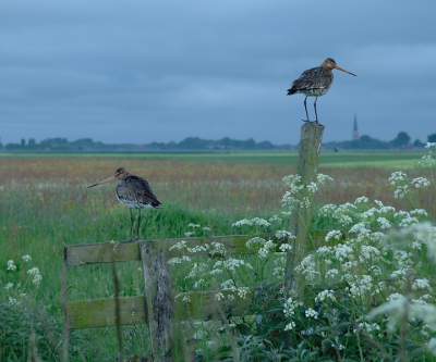 Onberkte 5200 K versie van de Grutto's in landschap. Zoals je ziet is het echte licht nog een stuk gekker dan in de aangepaste versie.