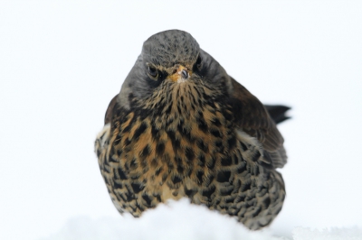 Een foto van vier maanden geleden het lijkt al weer zo lang. ik kan het toch niet laten om deze te laten zien. Deze kramsvogel heeft een paar weken in mijn tuin gezeten.